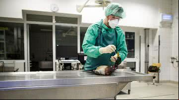 Imagem ilustrativa de cientista examinando ave para buscar traços de vírus, tirada na Europa durante surto de H5N8 - Carsten Koall/Getty Images