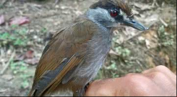 Pássaro antes considerado extinto - Divulgação/BirdingASIA