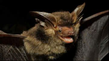 Imagem do morcego Histiotus alienus capturado em 2018 no Paraná - Reprodução/Promasto/Fiocruz/Vinícius C. Cláudio