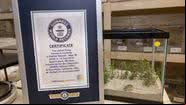 Pat, o rato de 9 anos que quebrou o recorde mundial - Divulgação/Guinness World Records