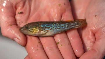Espécime de peixe-zumbi que foi reintroduzida na natureza - Divulgação/Middle Creek Aquaculture