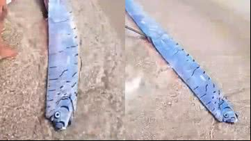 Imagem do peixe-remo, registrada por banhistas - Reprodução/Vídeo/X/@dominicannewsn