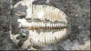 Fóssil de trilobita encontrado, com seta branca apontando para onde estaria o terceiro olho do animal - Divulgação/University of Cologne